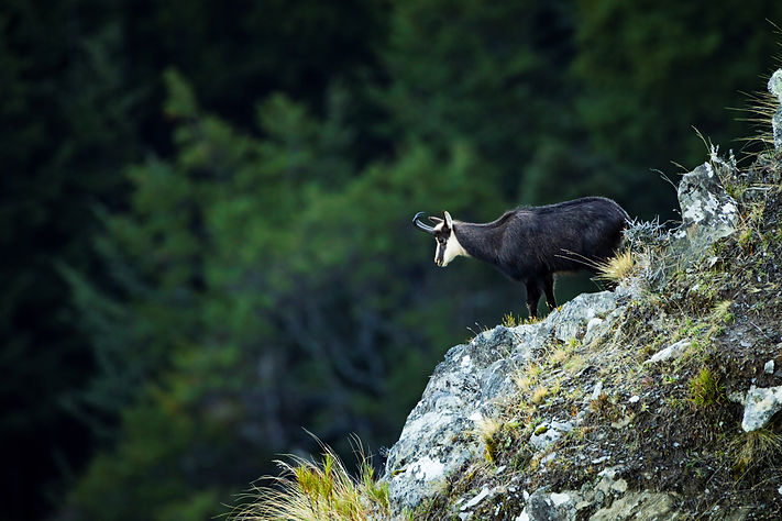Chamois Buckedit.jpg