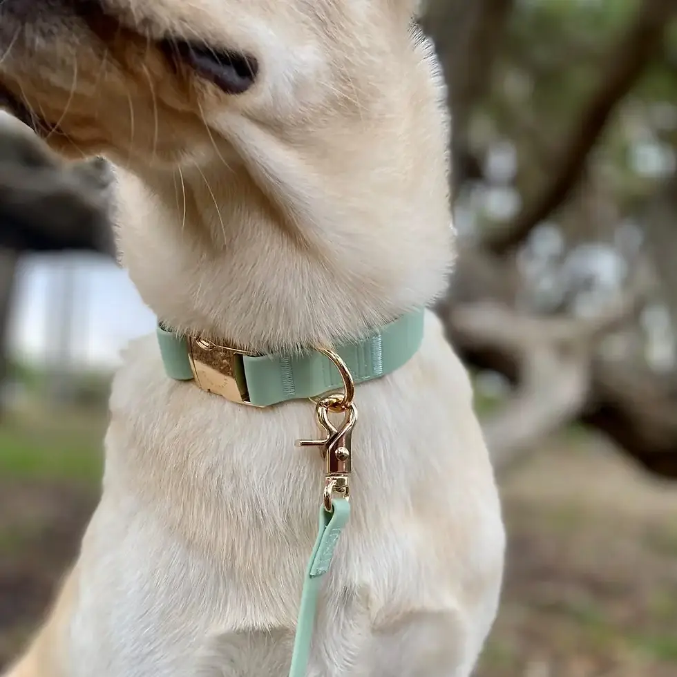 Thumbnail: Waterproof Collars by Sunny Tails