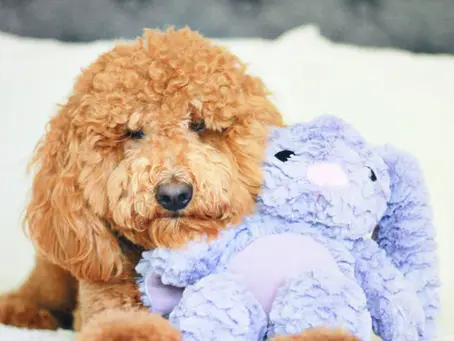 close up of brown dog cuddling with a purple plush bunny