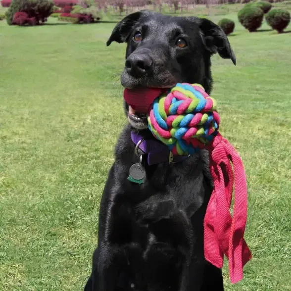 Wubba Weaves™ (XL) – A Twist on a Classic! – Kong