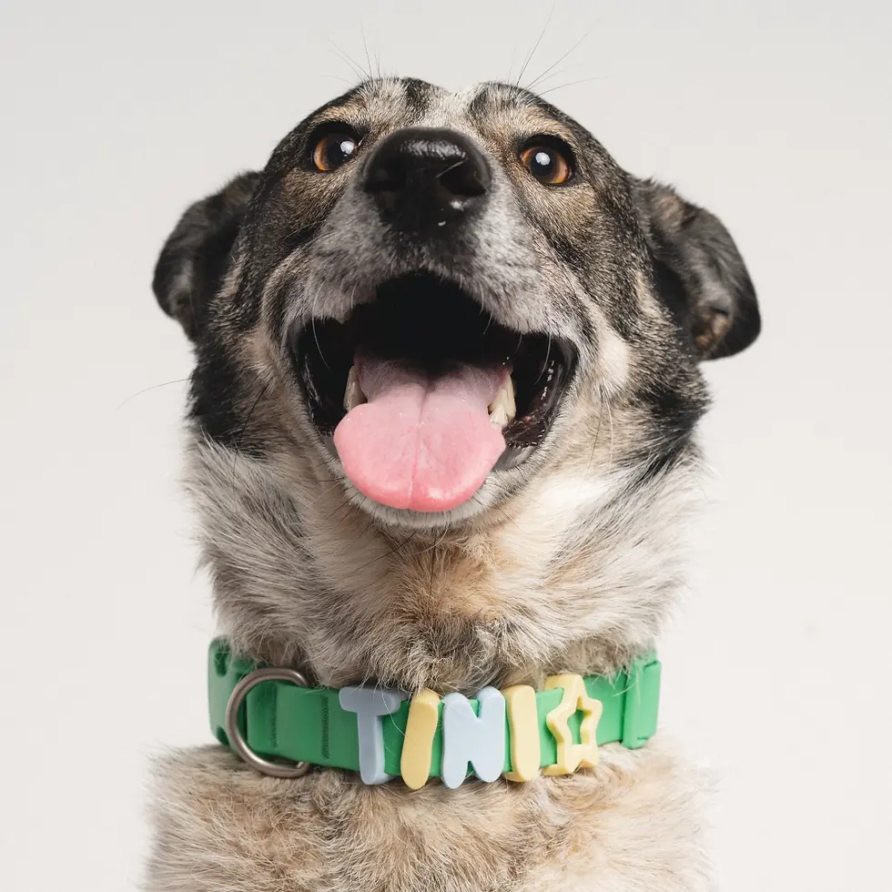 Thumbnail: Springland Pets Silicone Dog Charms