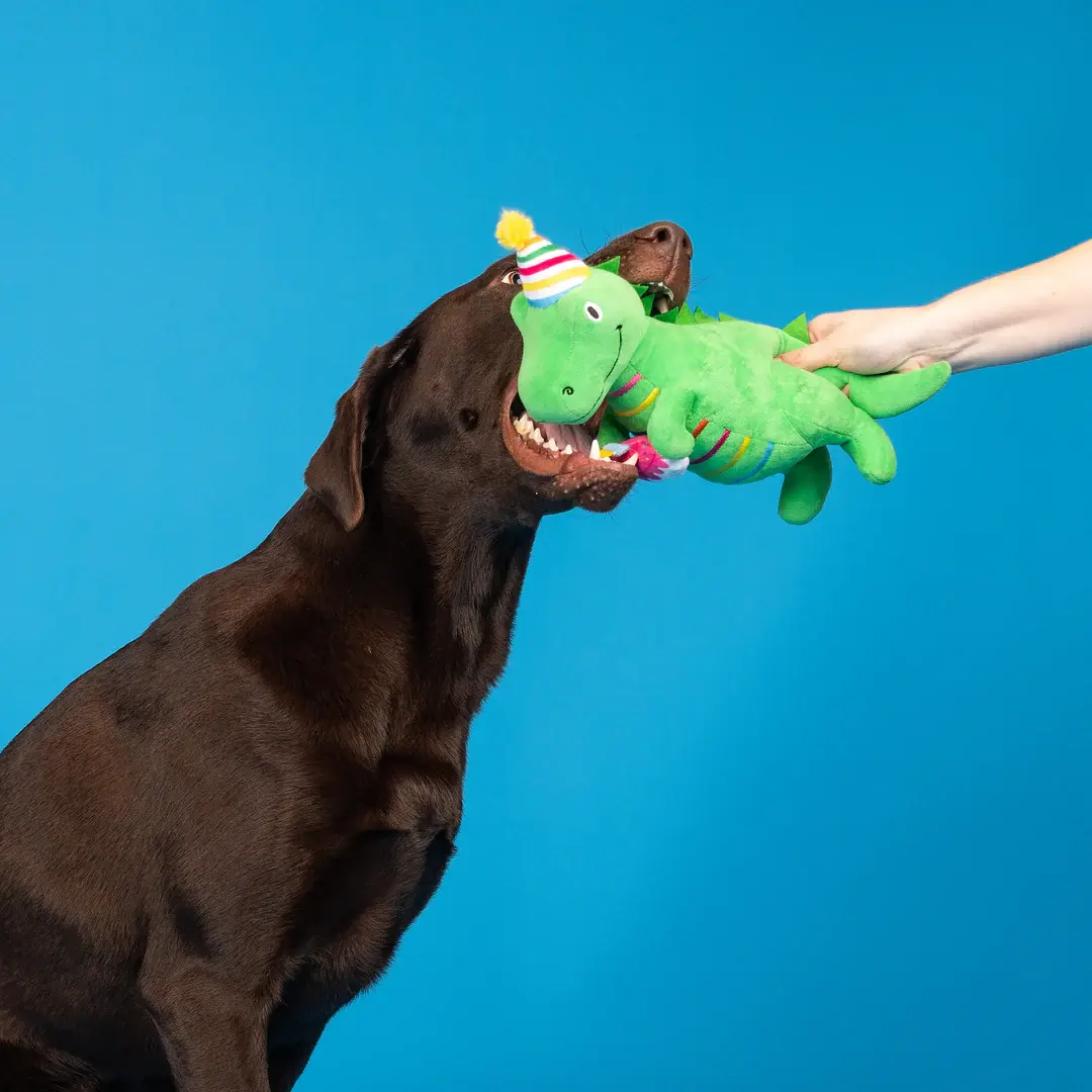 Dark colored dog grabbing a green dinosaur plush toy wearing a birthday hat from a person's hand. Blue background.