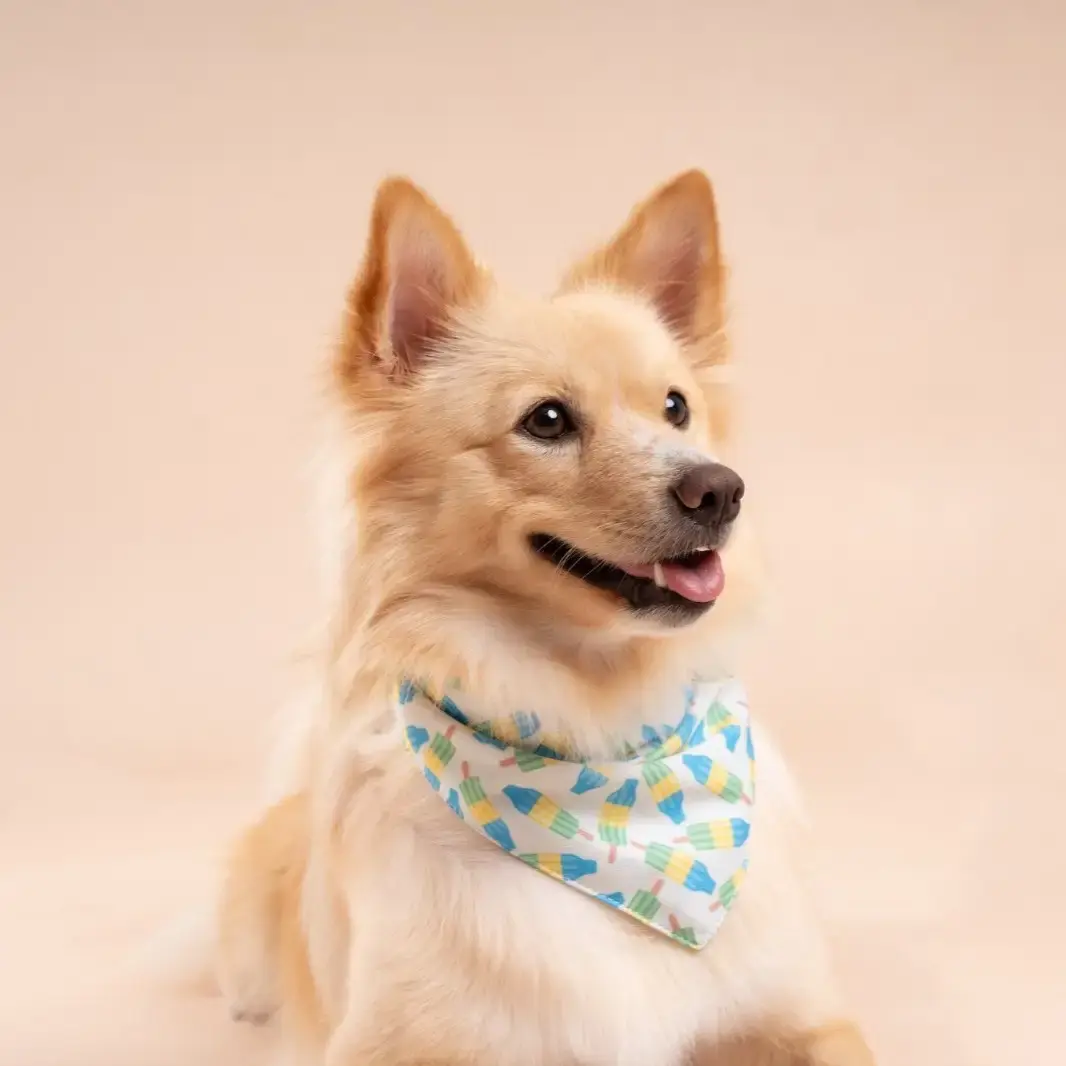 Limeade Cooling Dog Bandana