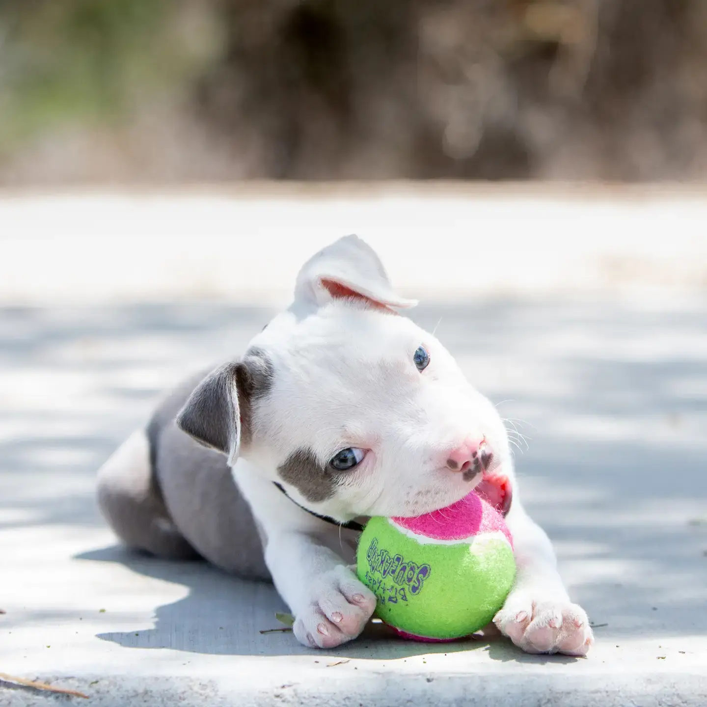 Birthday Balls Dog Fetch Toy Medium – Kong® Squeakair®