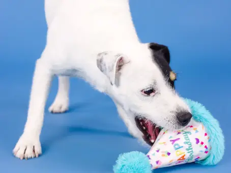 dog playing with a birthday hat shaped interactive dog toy