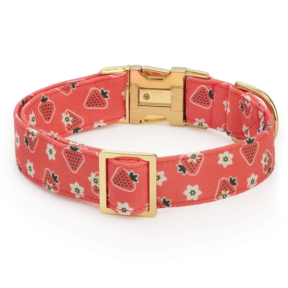 Thumbnail: Olipop Strawberry Vanilla Collar - Foggy Dog