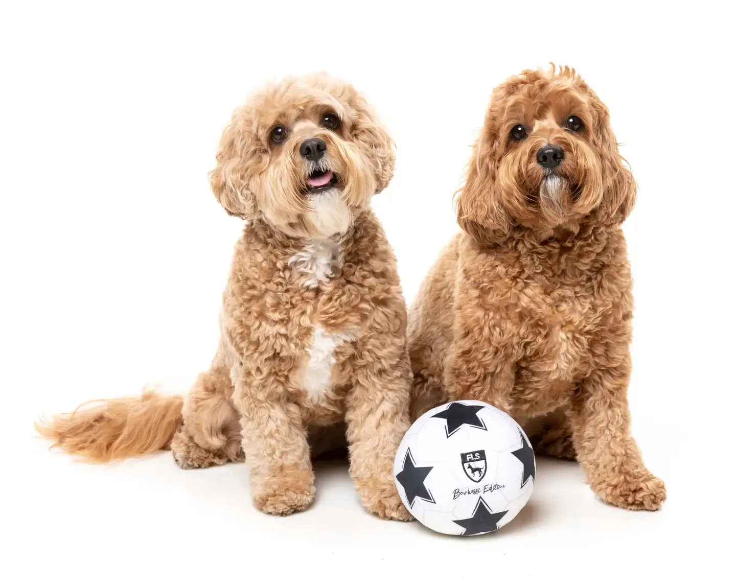 Soccer Ball Plush Dog Toy – FuzzYard
