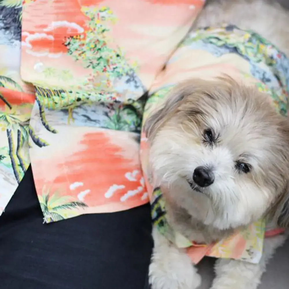 Après BBQ Shirt by Dog Threads 🌅🐾