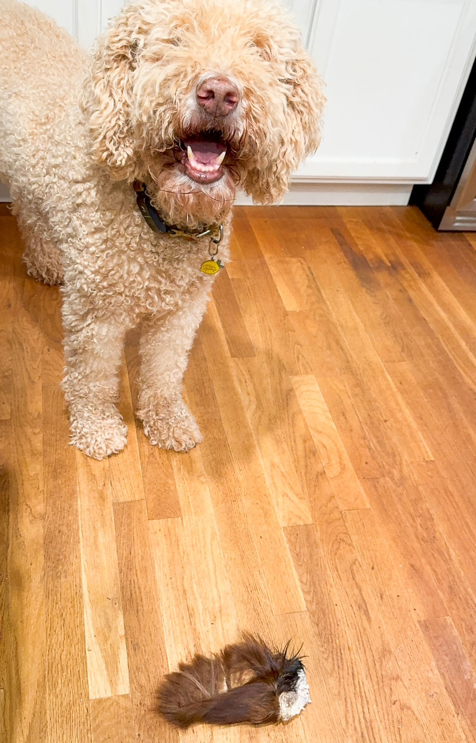 Thumbnail: Beef Cow Hairy Ear - Treat For Dogs