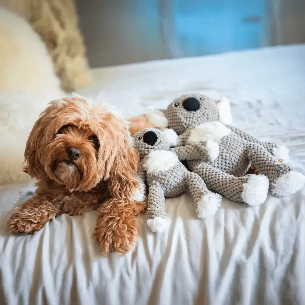 Floppy Koala from Fabdog