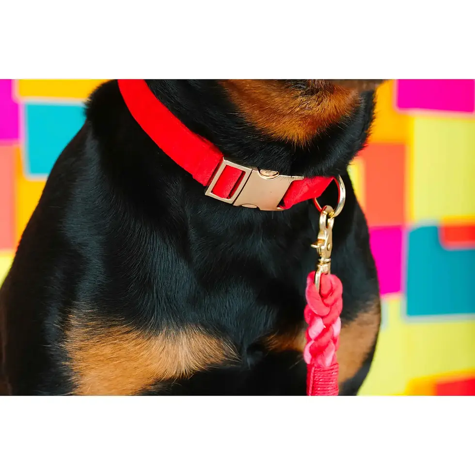 Thumbnail: Velvet Handcrafted Adjustable Dog Collar | Pink Papyrus