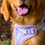 Thumbnail: Lilac Harness on puppy Golden Retriever. Close up.