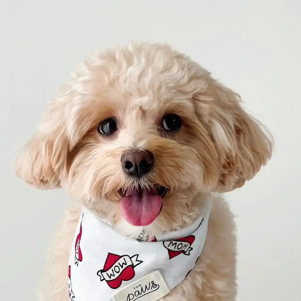 Thumbnail: PVO Dog Bandana Collection
