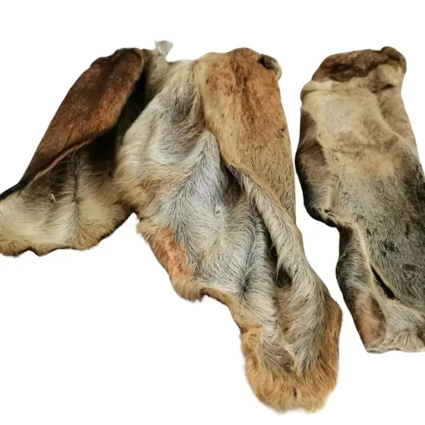 close-up of three hairy goat ears. no background