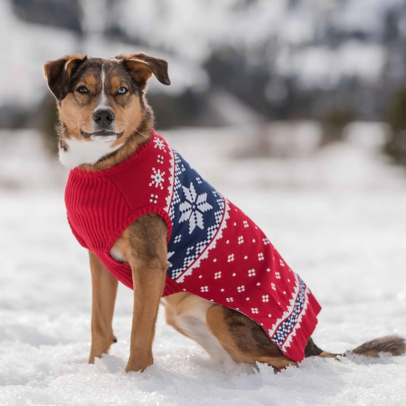 Custom-Knit & Dyed Christmas Snowflake Dog Sweater