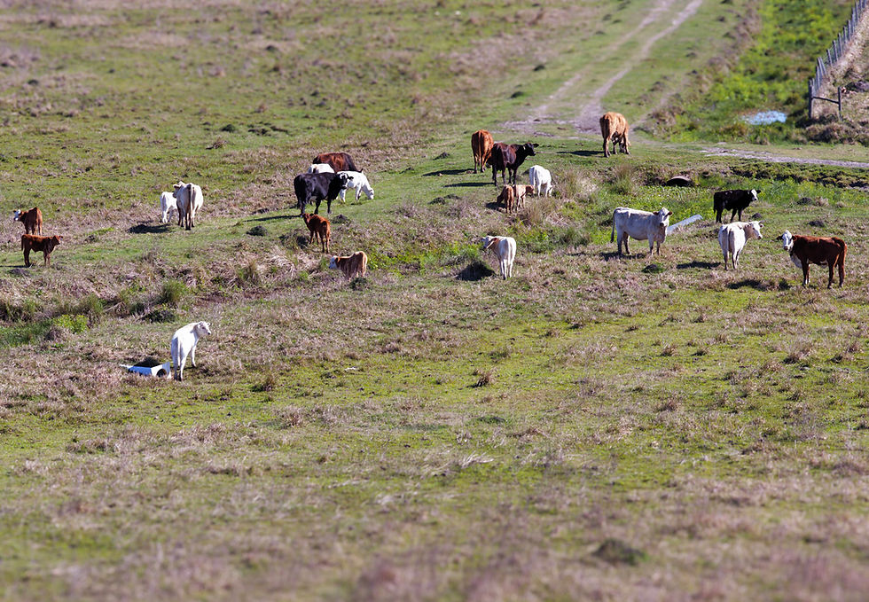 Galveston Bay Foundation Protects Land Near Wildlife Refuge, Surpasses 20,000 Acres Conserved 