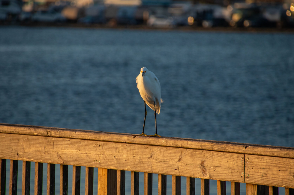 Monthly Bird Survey