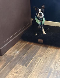 dog grooming orange county ny tuxedo bark club