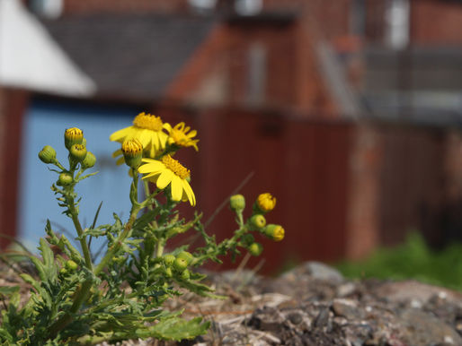 City Nature Challenge 2020