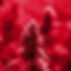 red-bud.jpg