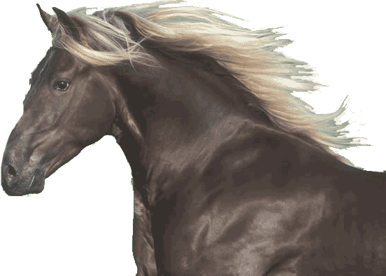 Kentucky Mountain Horse for Sale