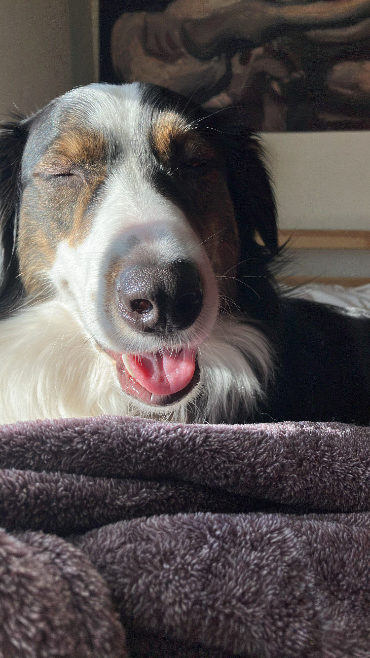 Look at that dog!