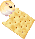 Hamster eating a cracker meme gif