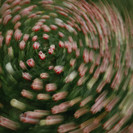 tulipes au Château de Dampierre