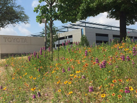 Toyota+wildflowers2.jpg