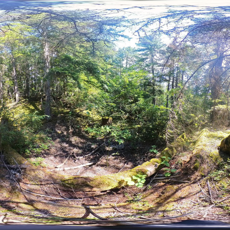 A 360 image of a Lost Lake stand with no thinning work