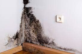 How to effectively address and prevent mold and damp in your property: The ultimate guide for property owners