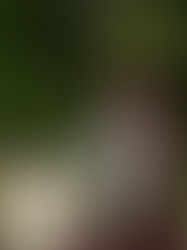 Quinn Eilianther the Elven Bard