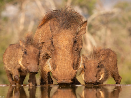 Zuid-Afrika - Zimanga Game Reserve