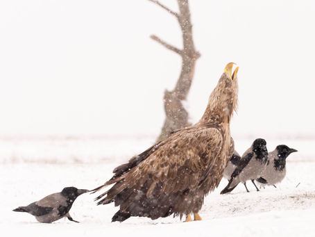 Hongarije - Eagle Photo Tour