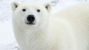 Canada - Een bezoek aan de "Polar Bear Capital of the World"