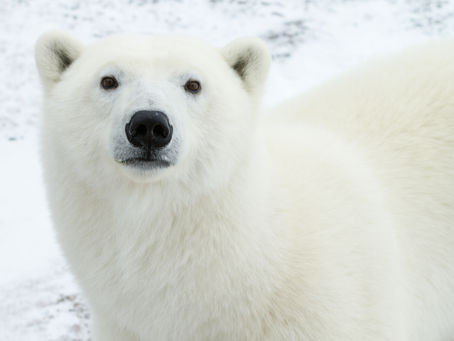Canada - Een bezoek aan de "Polar Bear Capital of the World"