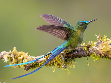 Ecuador - The Magic Birding Circuit