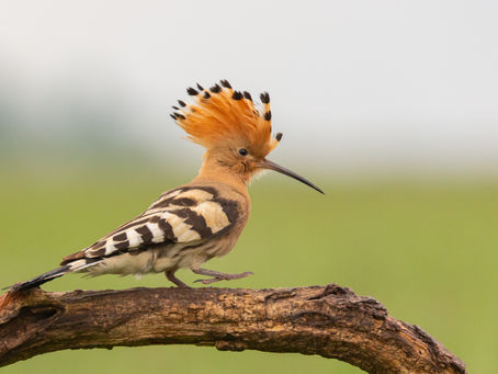 Hongarije - Spring Hide-photography