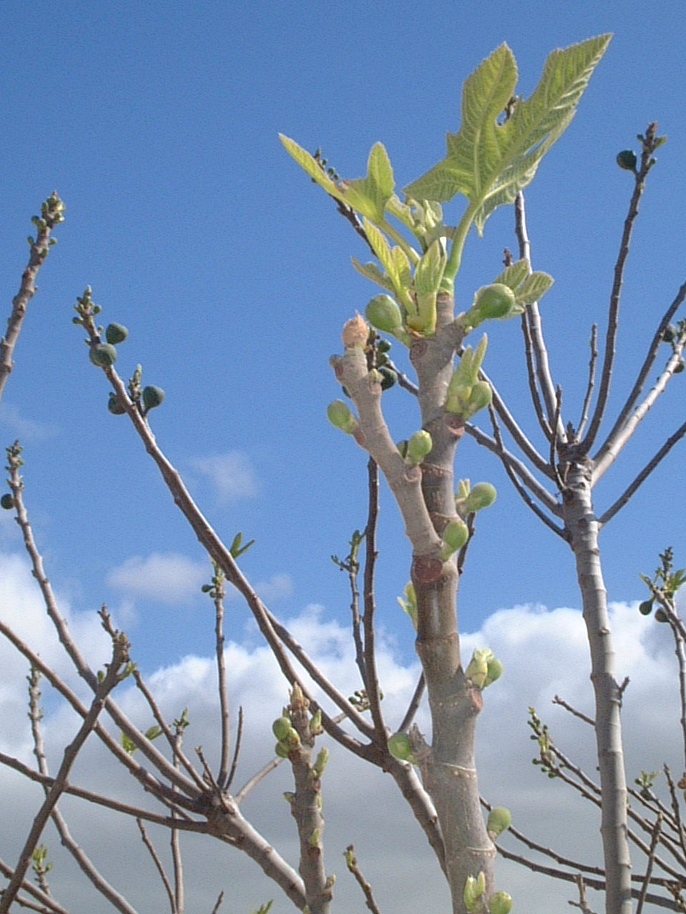 DSCF0006