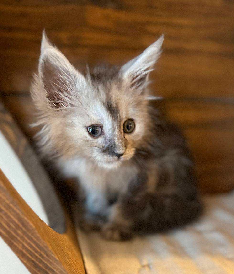 Ash- 8 weeks