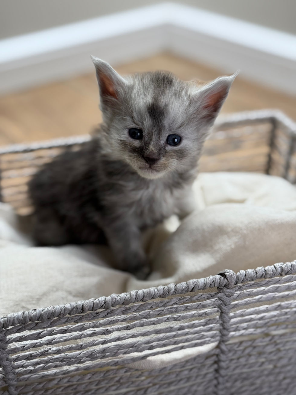 Ash- 4 weeks