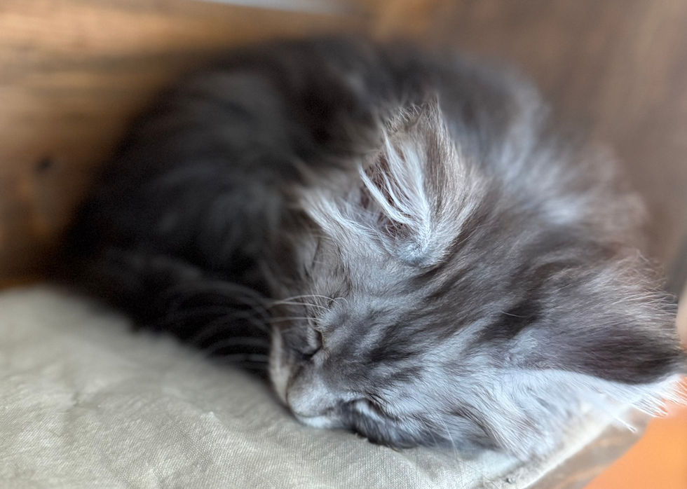 Bree- 8 weeks