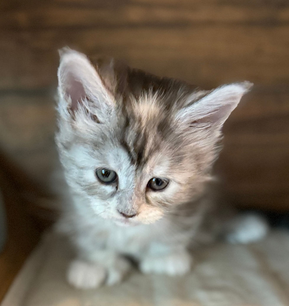 Josie- 5 weeks