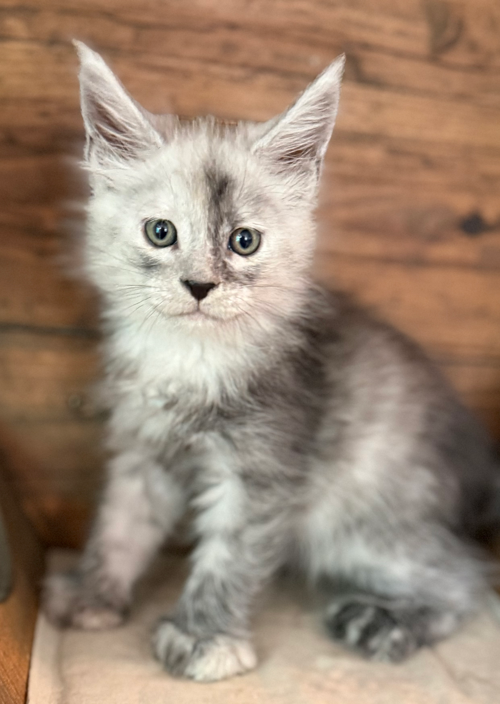 Howie- 6 weeks #21
