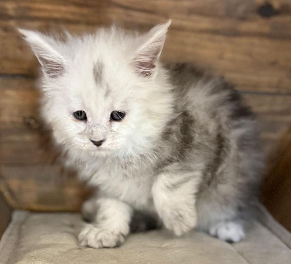 Calla- 6 weeks