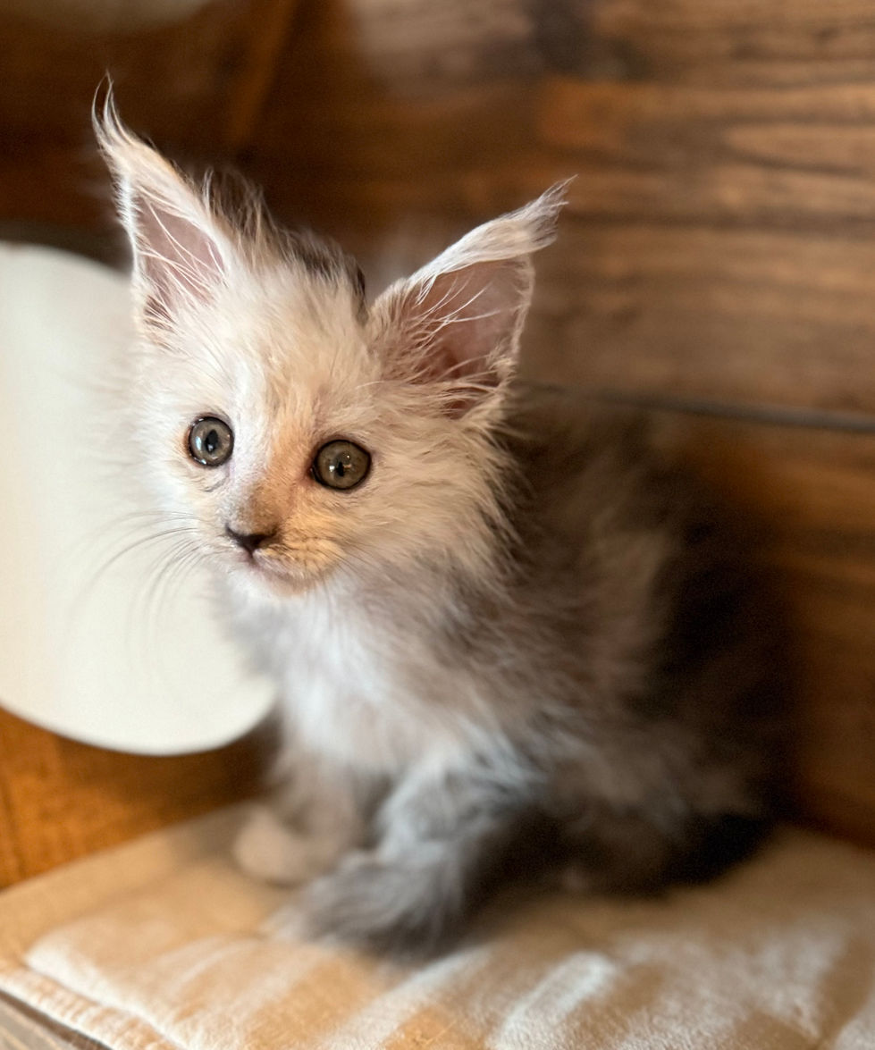 Atlas- 8 weeks