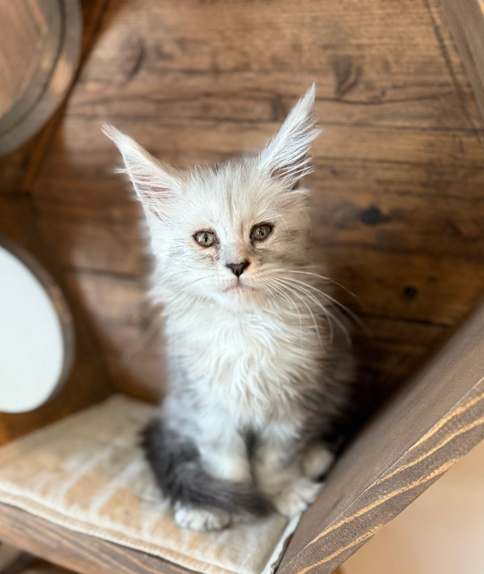Brinley- 8 weeks