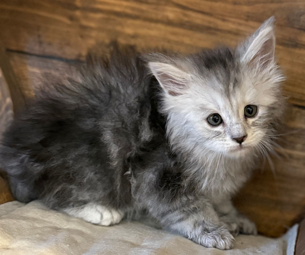 Billie- 6 weeks