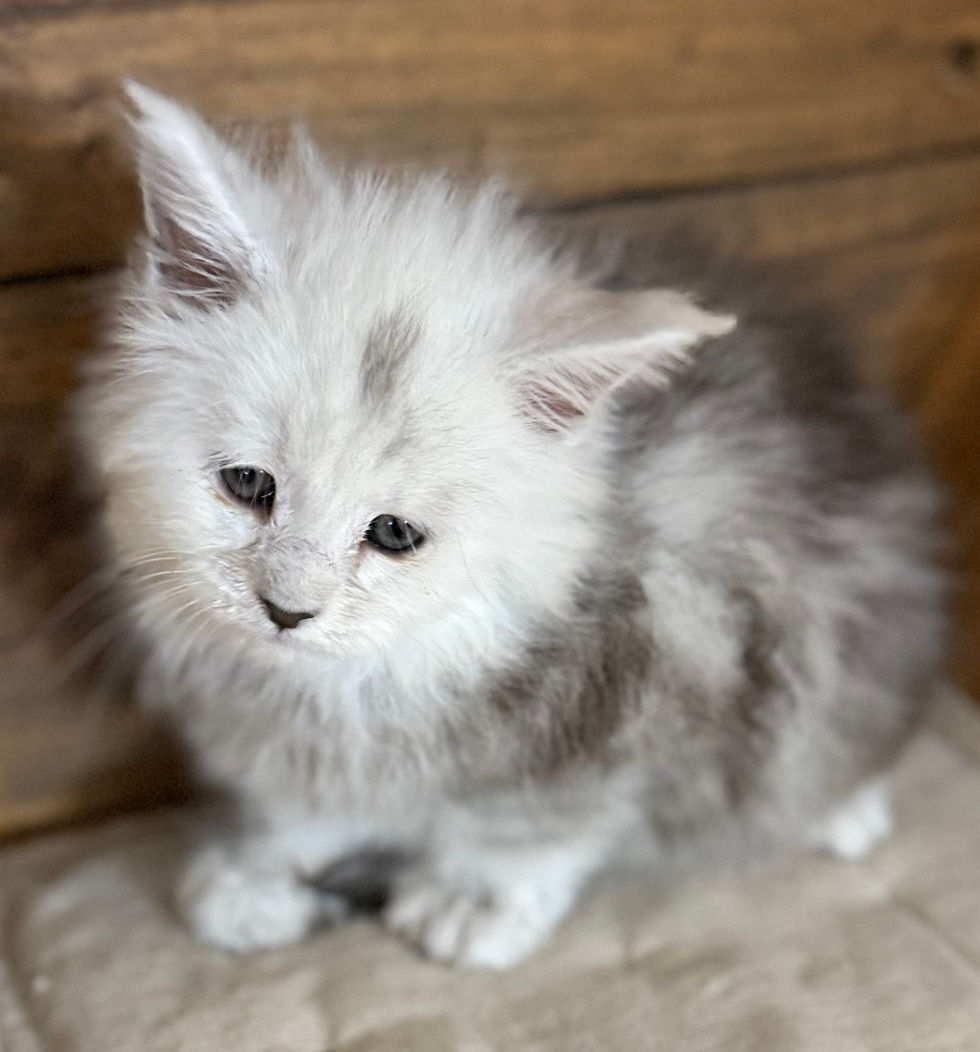 Calla- 6 weeks
