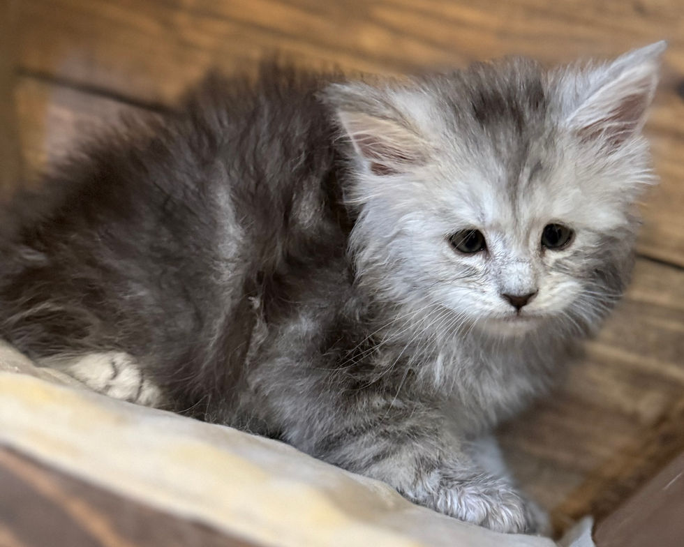 Billie- 6 weeks